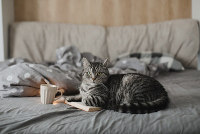 搞笑的苏格兰直猫躺在床上看书，温馨的家气氛
