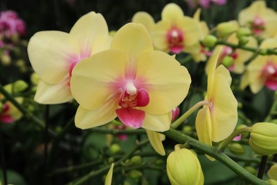 蝴蝶兰花和兰花在农场种植