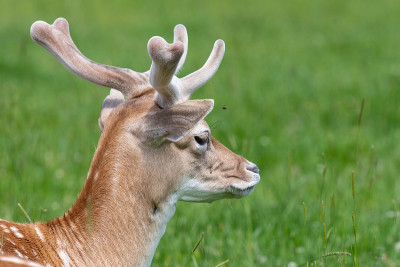 鹿Fallow dama