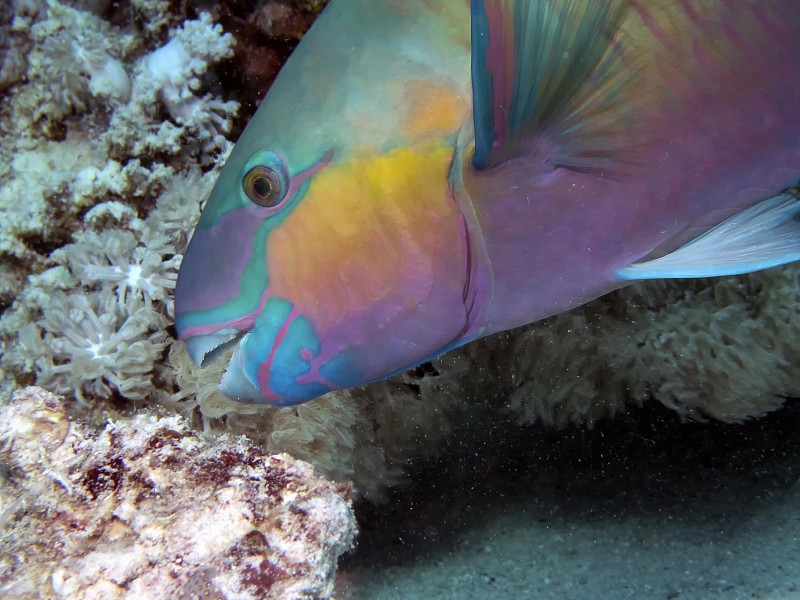 锈鹦鹉鱼(Scarus ferrugineus)