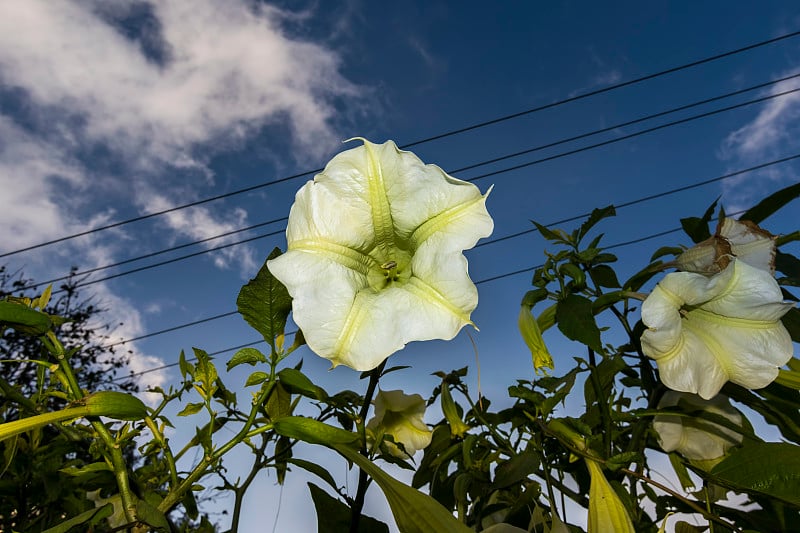 布鲁格曼花或天使、喇叭或曼陀罗花与天空的背景