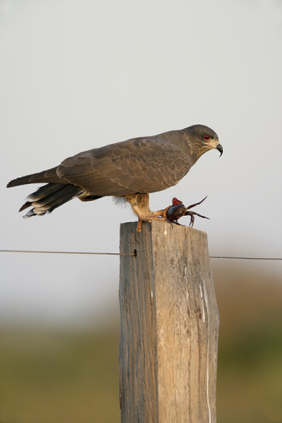 蜗牛风筝 Rostrhamus sociabilis
