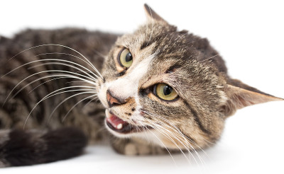 白色背景上的猫肖像