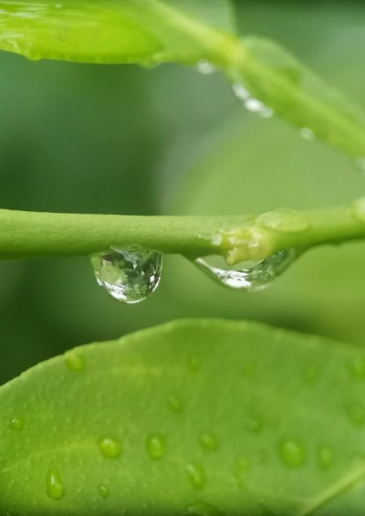 树枝上的水滴