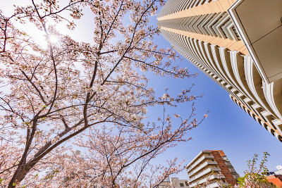 这个城市里樱花盛开