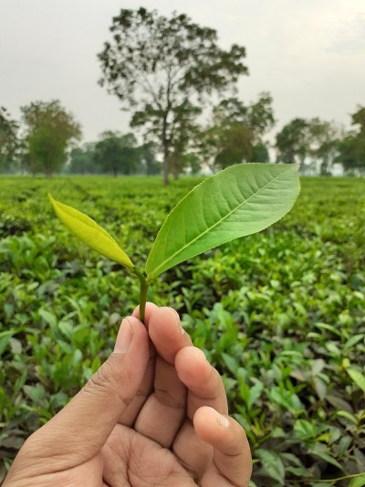 男手捧绿茶叶