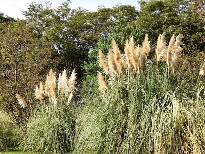 Miscanthus