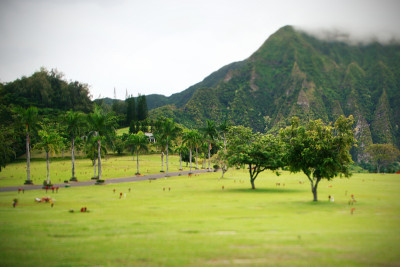 墓地，青山，天空，雾，夏威夷