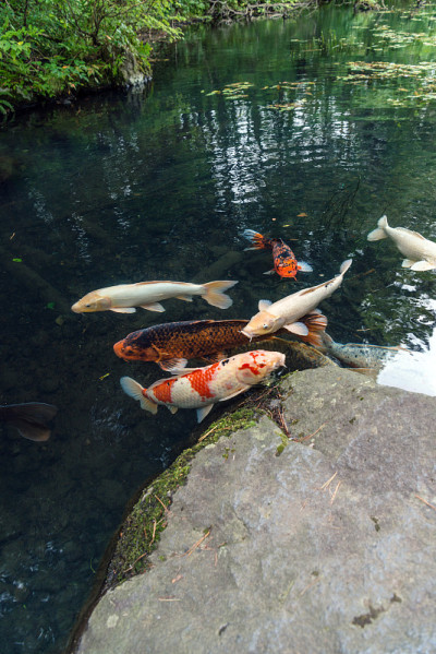 彩鲤在湖里游水