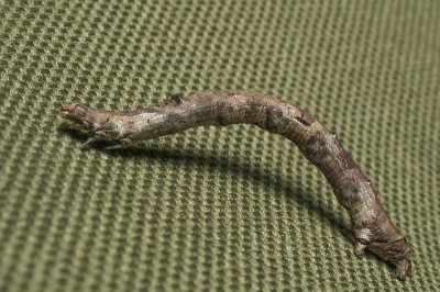尺蠖的毛虫。它可以和木头融为一体，直到和树木中的木头完全一样。