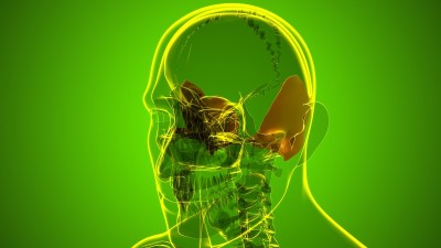 人体骨骼、颅骨、颞骨解剖学的医学概念