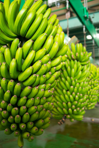 拉帕尔马的 Canarian Banana Platano