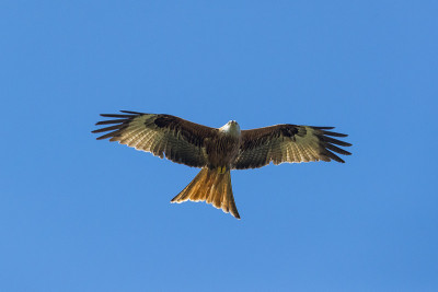 红风筝与蓝天飞翔(Milvus Milvus)