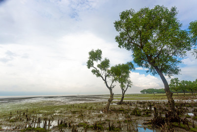 美丽的红树林和受欢迎的海滩在Guliakhali海滩，Muradpur, Sitakunda，吉大港