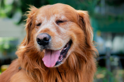 狗的金毛寻回犬
