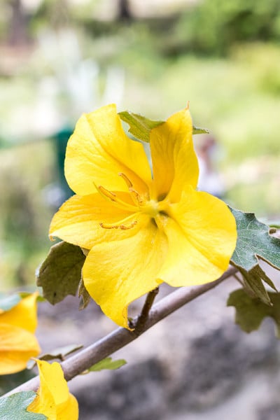 近距离观察Fremontodendron California的花(California flana