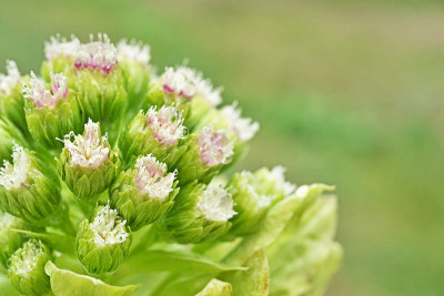 Petasites japonicus