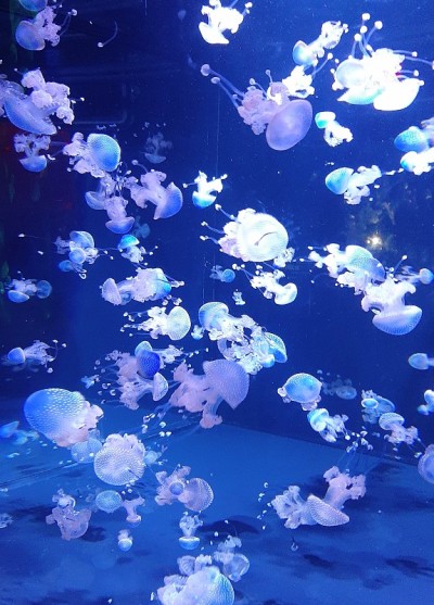 水母