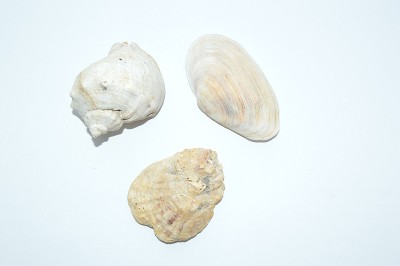 海洋的组成和海洋贝壳的特写