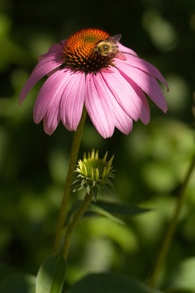 蜜蜂