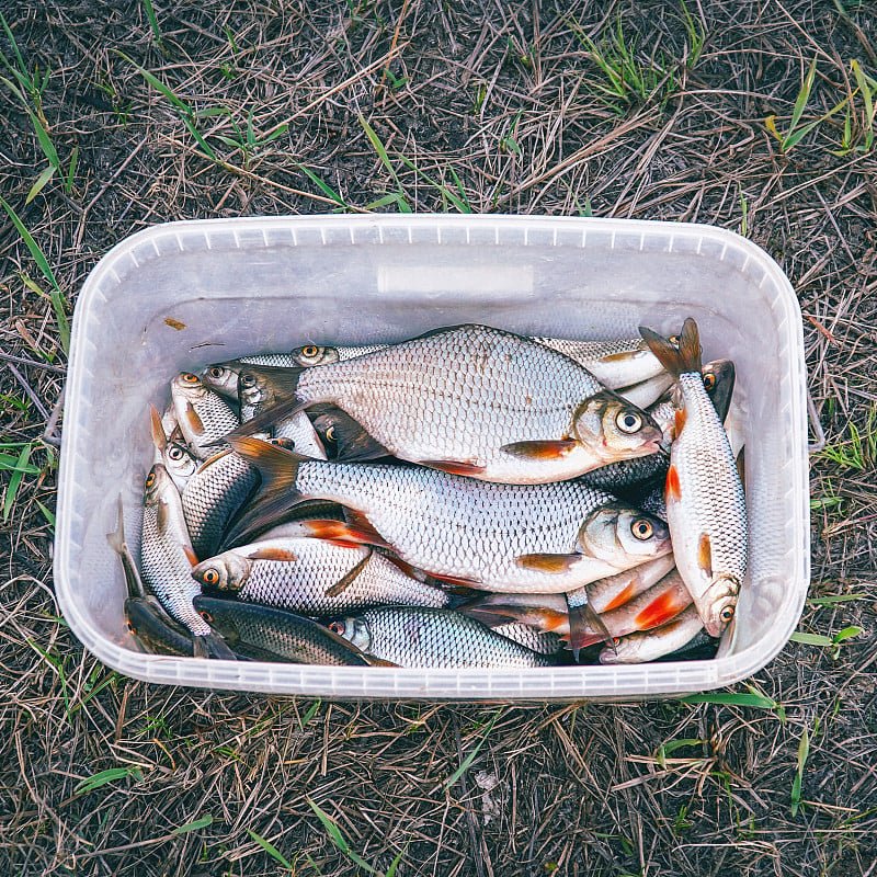 新鲜的湖鱼在塑料方桶