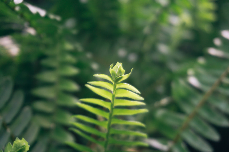 美丽的树叶绿色的树叶。