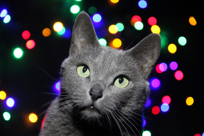 俄罗斯蓝猫以有趣的圣诞背景寻找