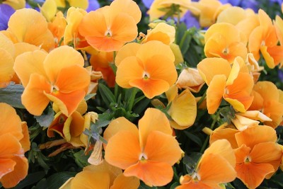 花和自然
