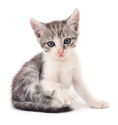小的灰色的小猫。