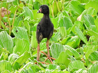 被水生菜包围的紫鸡(Porphyrio martinica)小鸡