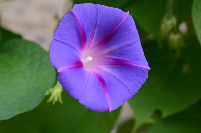 光荣的牵牛花