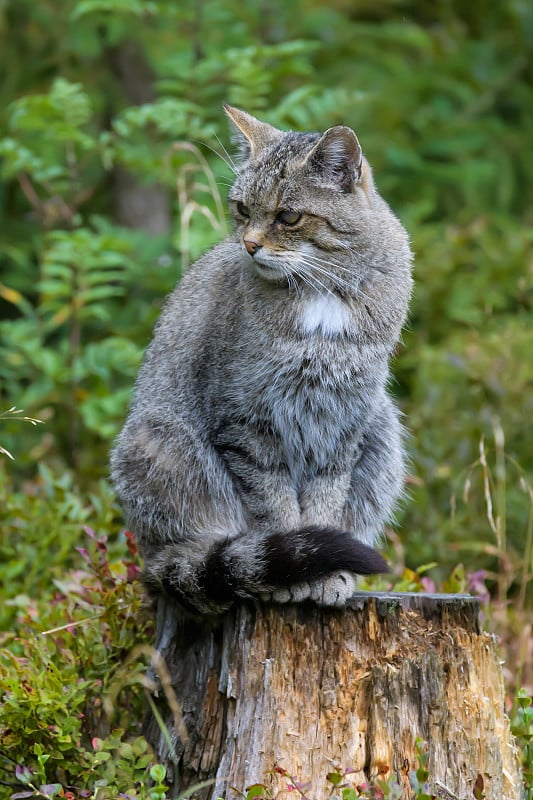 欧洲野猫