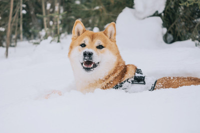 一只柴犬活跃地在冬天的森林里散步。