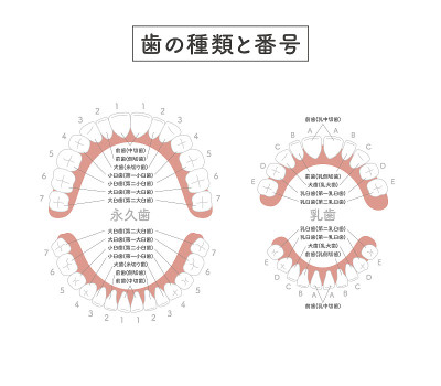 人类牙齿的插图