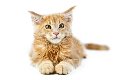 缅因猫，孤独
