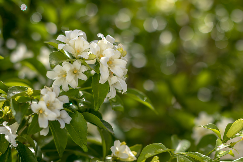 花蜜的特写镜头。