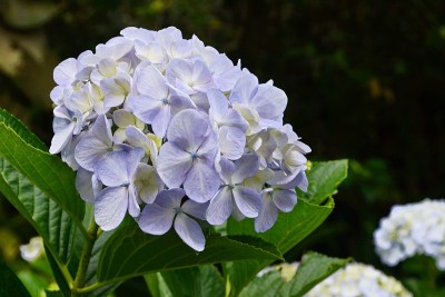 美丽的hortencia花