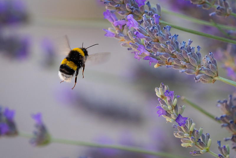 在一个阳光明媚的日子里，棕尾大黄蜂(Bombus terrestris)飞行在薰衣草之上。