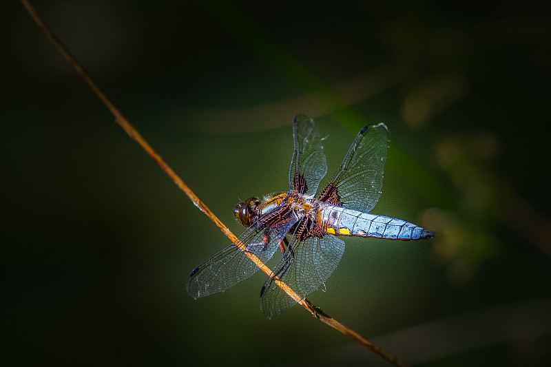 宽体追逐者(Libellula depressa)