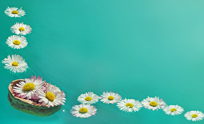 水里的花
