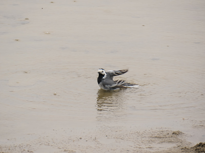 黄wagtail (Motacilla flava)在雨中洗澡