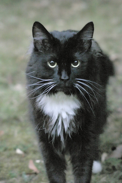 黑猫迎面扑来