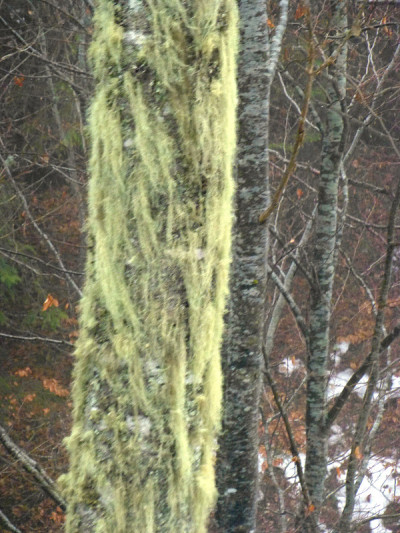 Bukovel