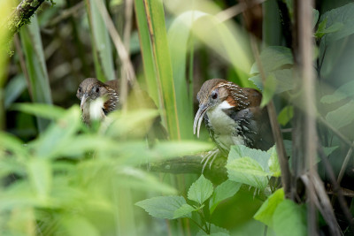 鸟:成年大弯刀舌鸟(Pomatorhinus hypoleucos)