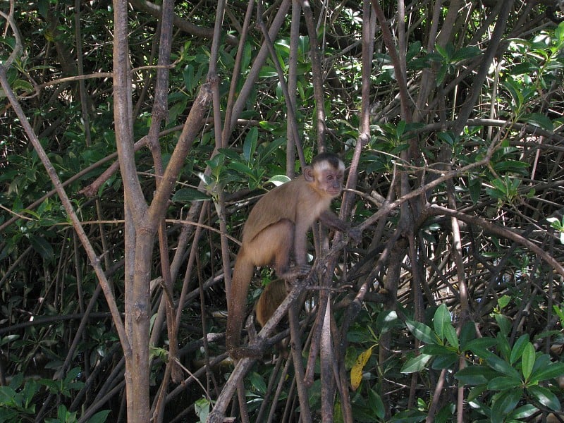 猴子岛船之旅网址:Preguiças River-Maranhão-Brazil