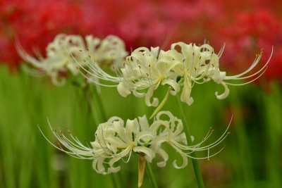 红白蜘蛛百合花，日本