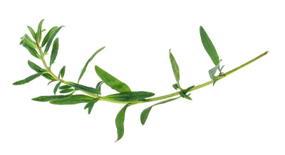 剪下的新鲜牛膝草(牛膝草)嫩枝