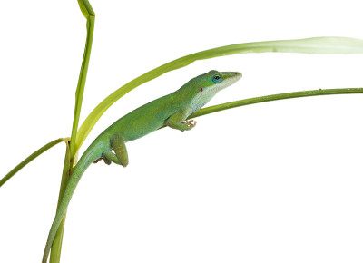 绿草上的蜥蜴。Caroline或krasnogorly anoles (Anoli