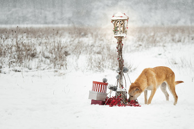狗在雪地上用圣诞道具