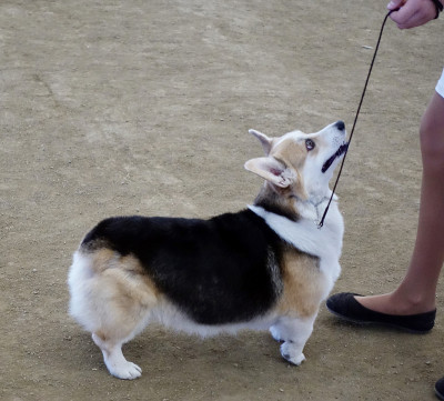 彭布罗克威尔士科基犬